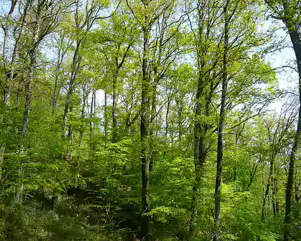 PXL101 la forêt de Grésigne